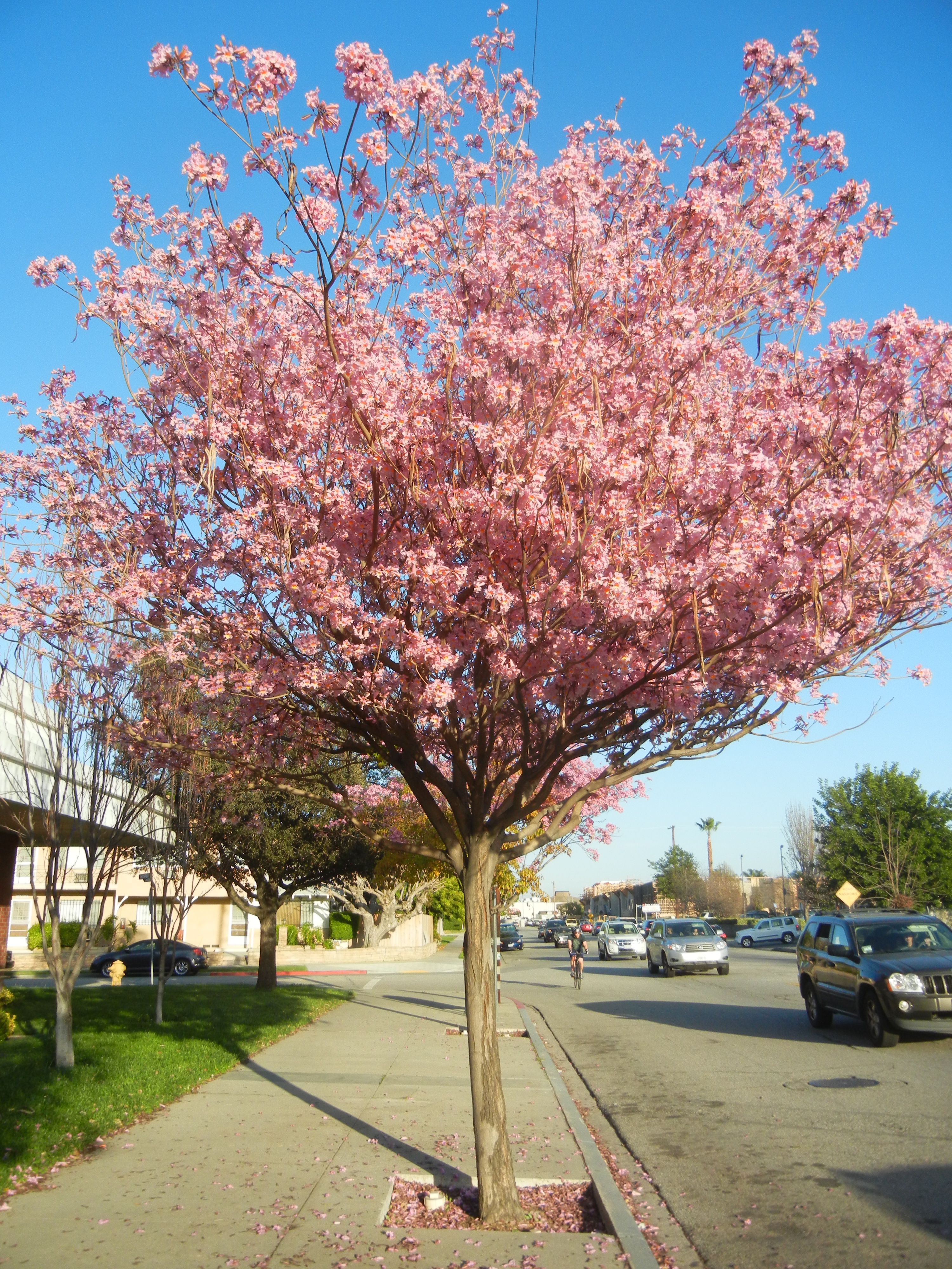 Розовые деревья в краснодаре. Магнолия розовая дерево. Кентукки Лексингтон цветущие деревья. Парк Декабристов Сакура. Pink Trumpet Tree.